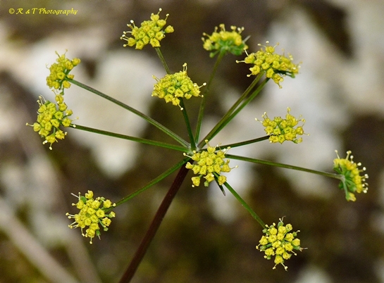 {Zizia trifoliata}